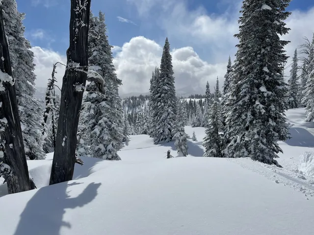 Deep snow and tall evergreens on a sunny day