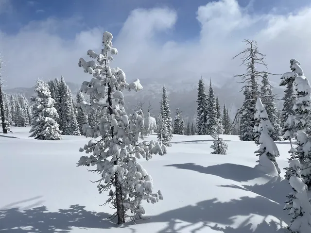 A frosted tree standing in an open snowy bowl