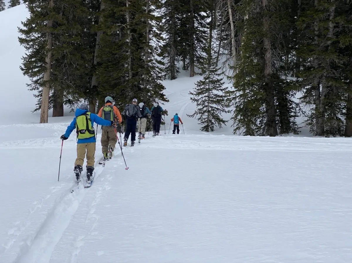 Skiers skinning up a snowy track through evergreens