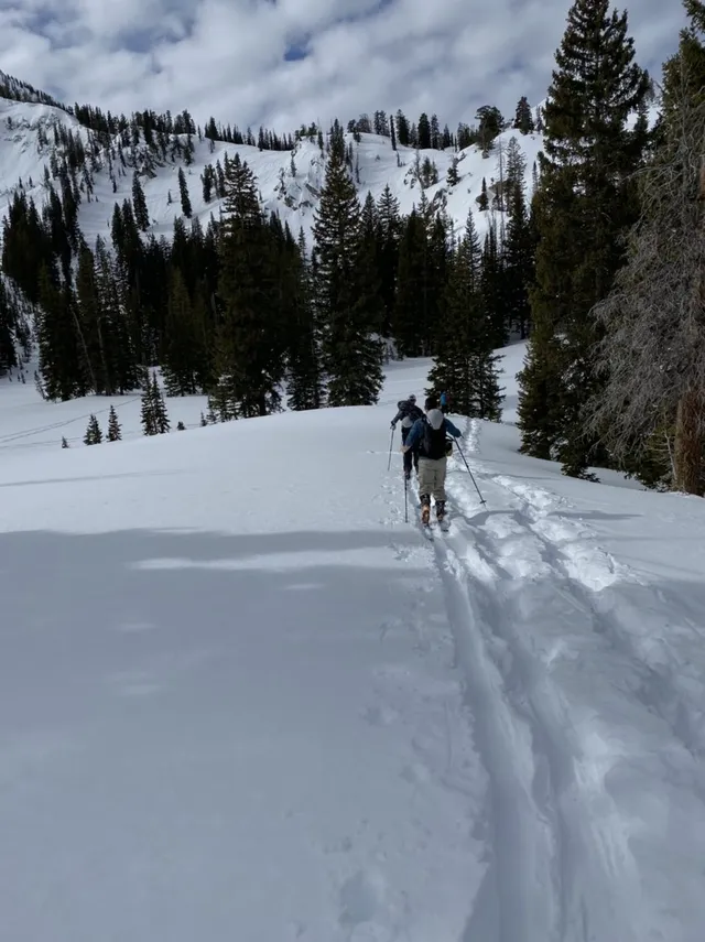 A skier climbing a skin track up a snowy hillside