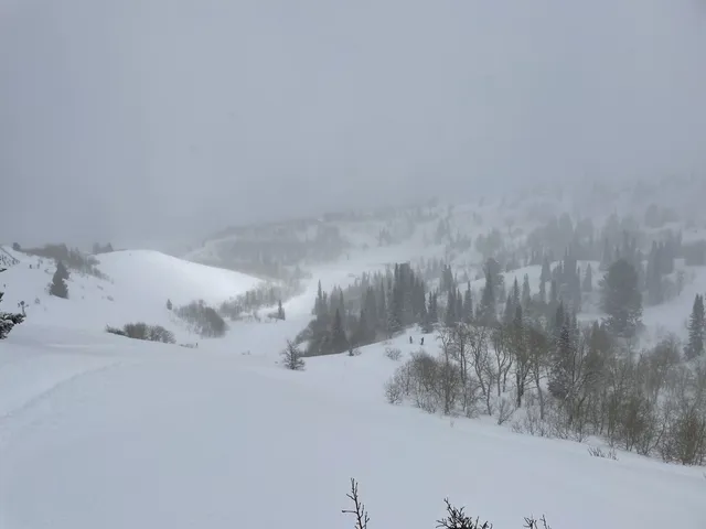 Foggy snowy hillside with fresh snow on the trees
